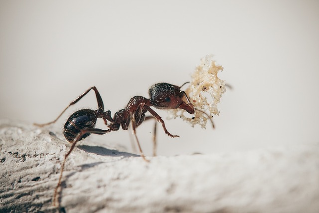 Sprawdzone domowe sposoby na mrówki w domu